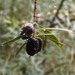 olives-1009699_1280