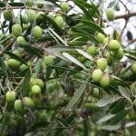olives-532569_1920